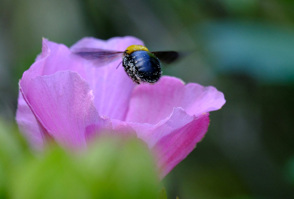芙蓉にクマバチ (2)