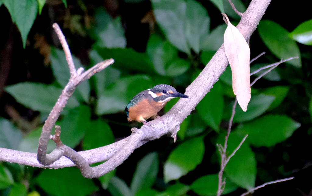 カワセミ幼鳥 (3)