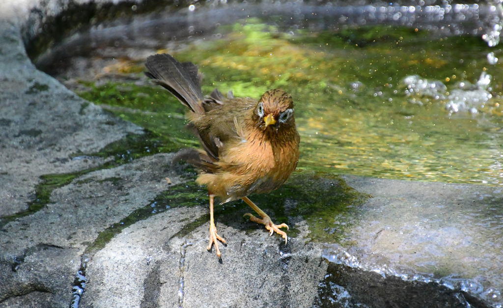 4正面顔は別鳥？