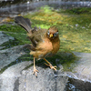 4正面顔は別鳥？