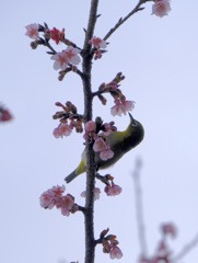 吸蜜中
