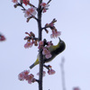 吸蜜中