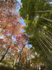 【竹林紅葉比較】スマホ