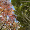 【竹林紅葉比較】スマホ