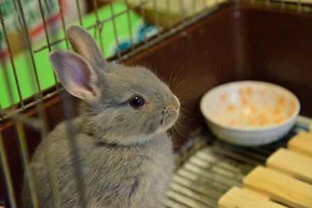 2014年うちに来たポロリ