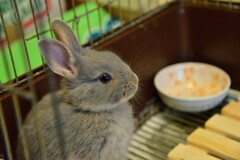 2014年うちに来たポロリ