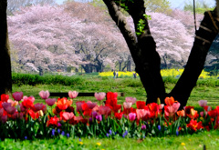 桜菜の花チューリップ