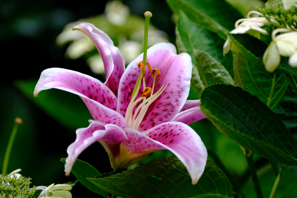 オリエンタルハイブリッドかな？