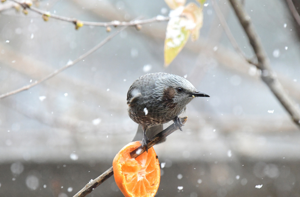 雪の日はヒヨにも