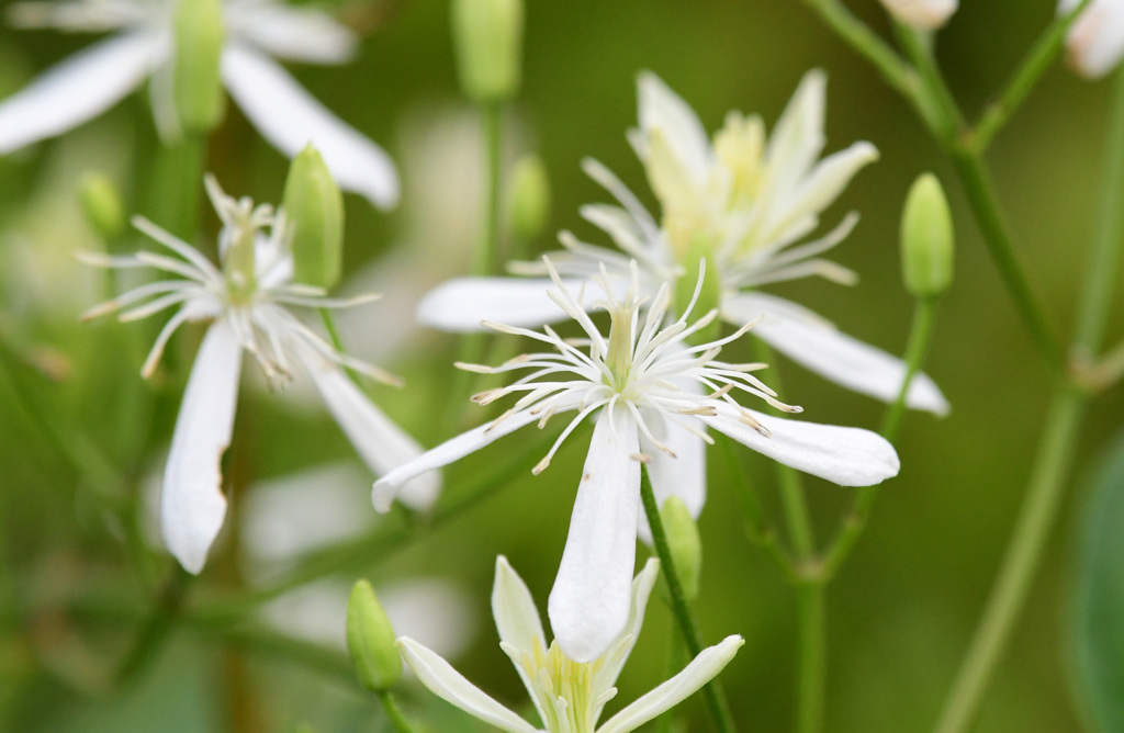 センニンソウの花はこれ