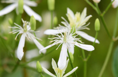 センニンソウの花はこれ