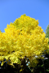 やっと色づいた