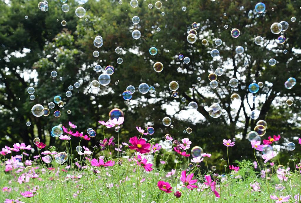 花に乗る