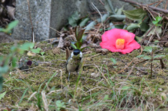 巣材運び3月12日