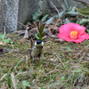 巣材運び3月12日