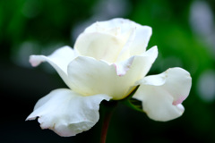 庭薔薇白２