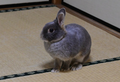 だるまさんがころんだ