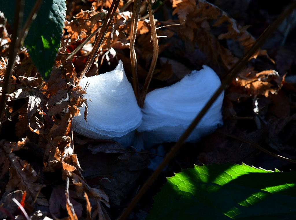 シモバシラの氷花　貝？スライム？