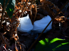 シモバシラの氷花　貝？スライム？