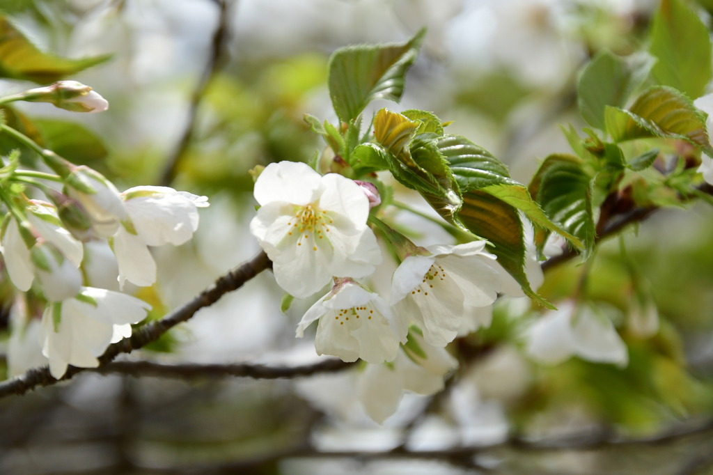 桜餅が食べたくなる