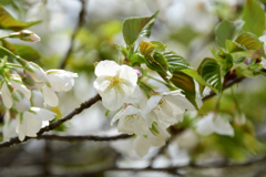 桜餅が食べたくなる