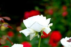 ヨハネ・パウロ2世(米）