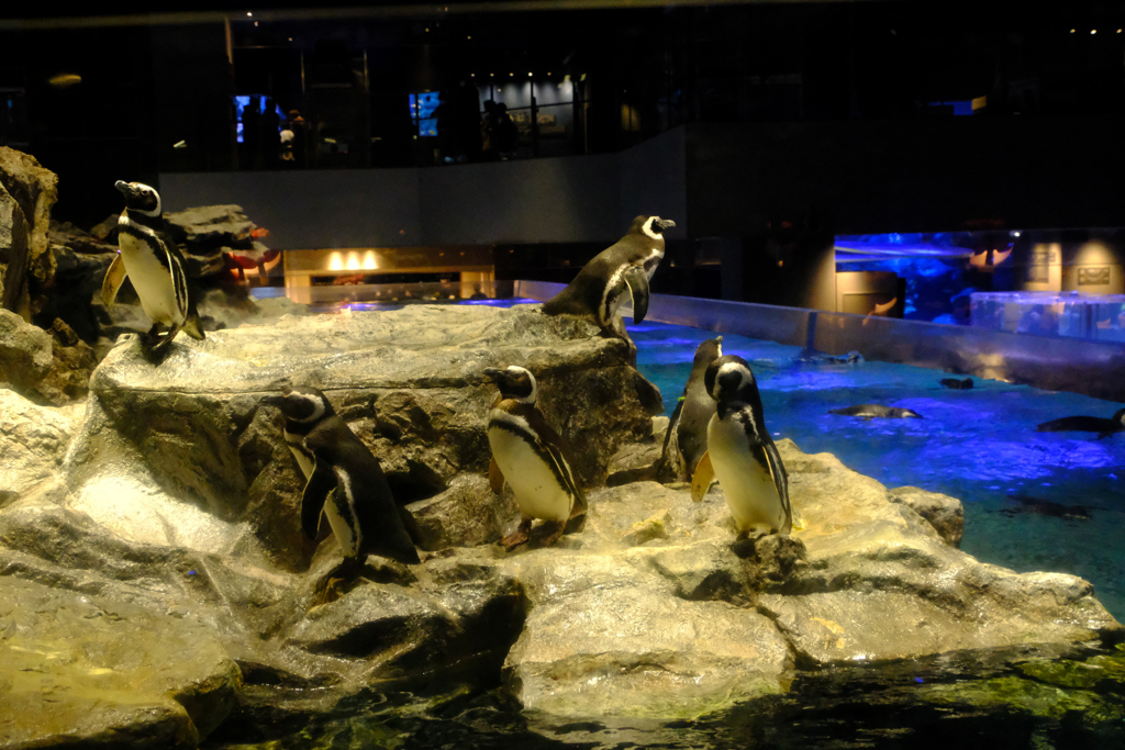 ペンギン大水槽