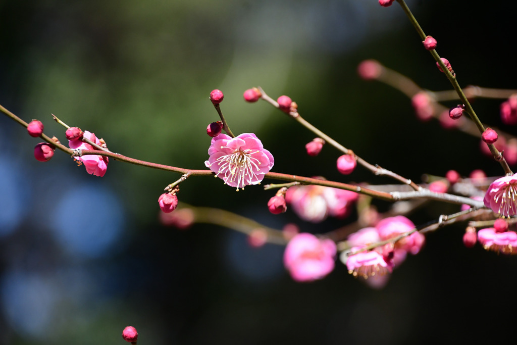 可愛い花弁