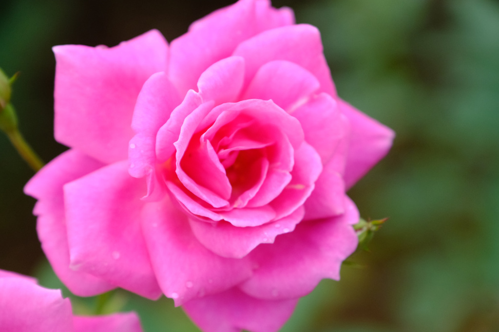 フロリック（米)