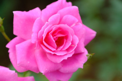 フロリック（米)