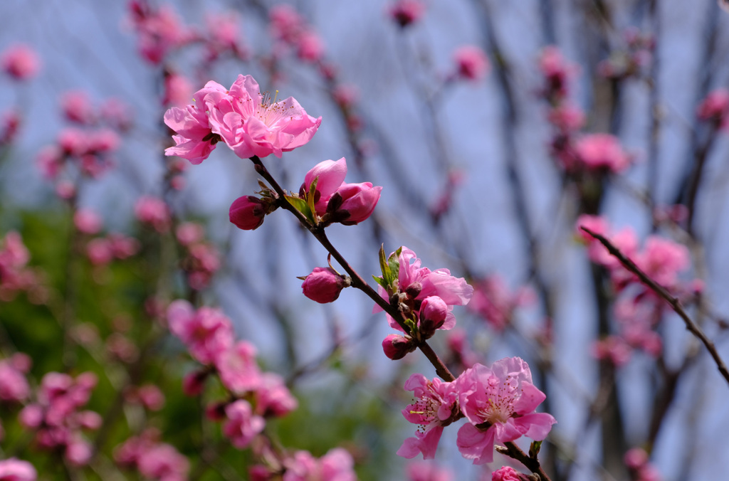 花桃２