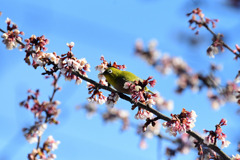 寒桜の中に