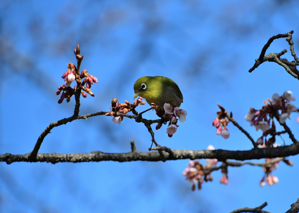 寒桜目白青空のもと