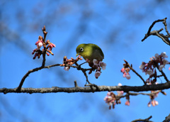 寒桜目白青空のもと