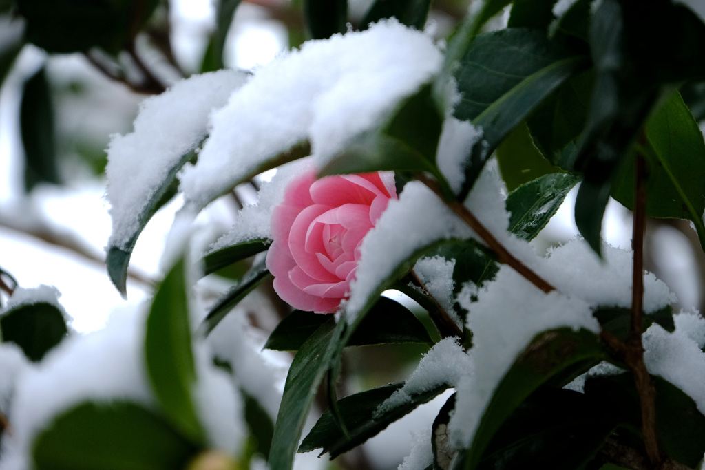 雪をかぶる乙女椿