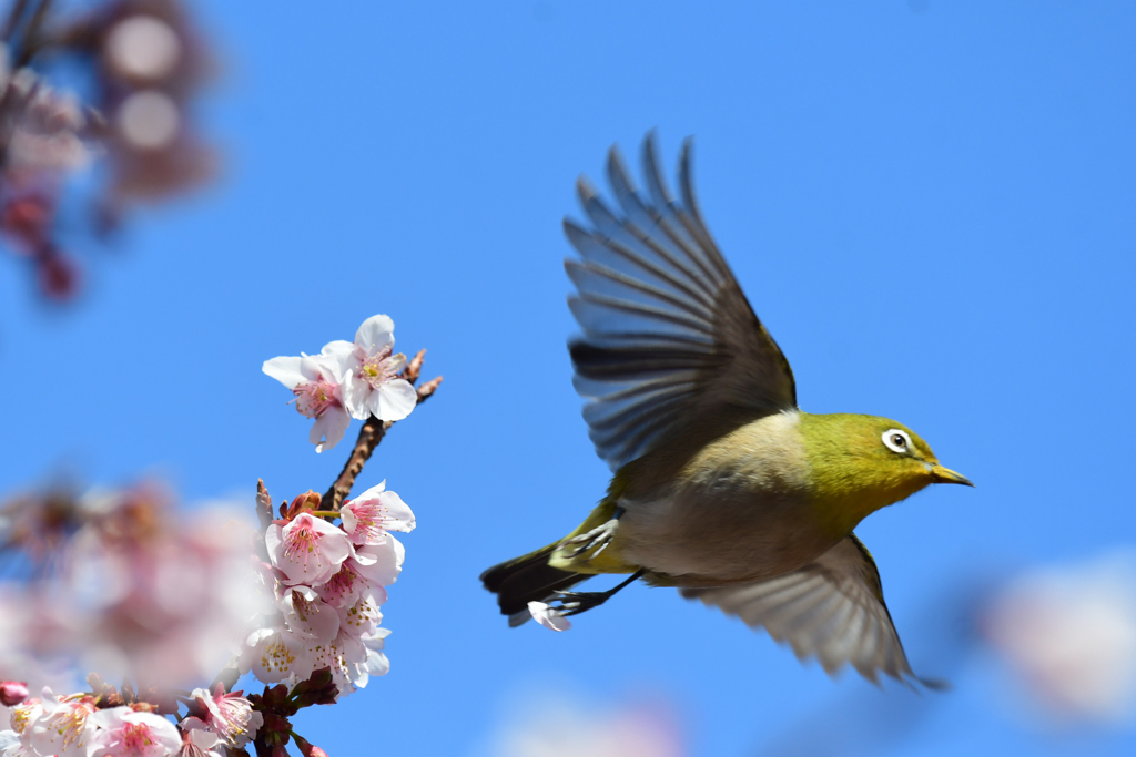 ごちそうさまでした