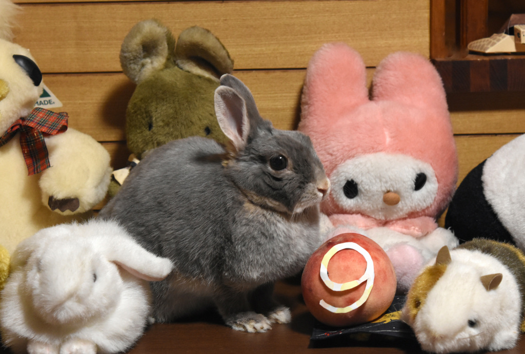 モルちゃんもお祝いに