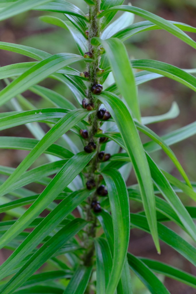 オニユリのムカゴ6月20日