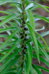 オニユリのムカゴ6月20日 オニユリのムカゴ6月20日