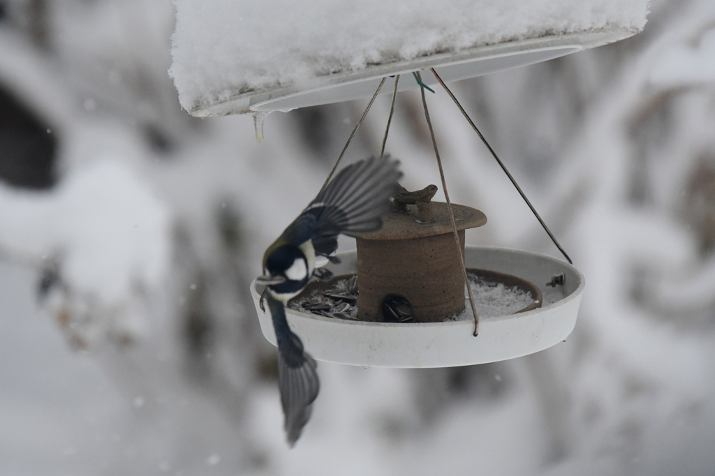 四十雀はフルスピードで