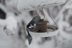 四十雀はフルスピードで