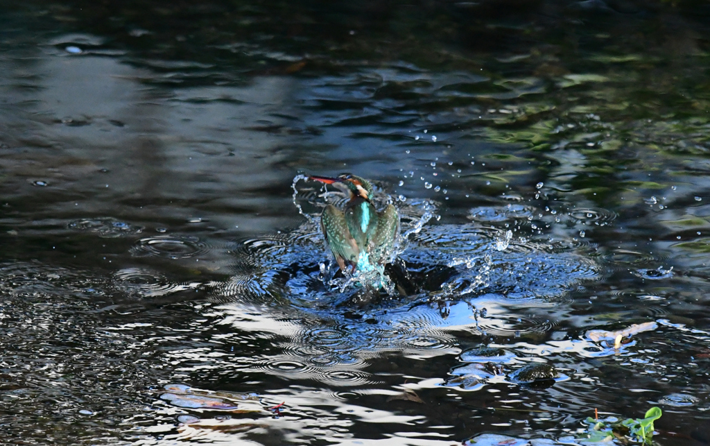 朝のカワセミ６