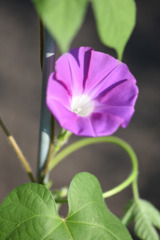 7時45分の別の花