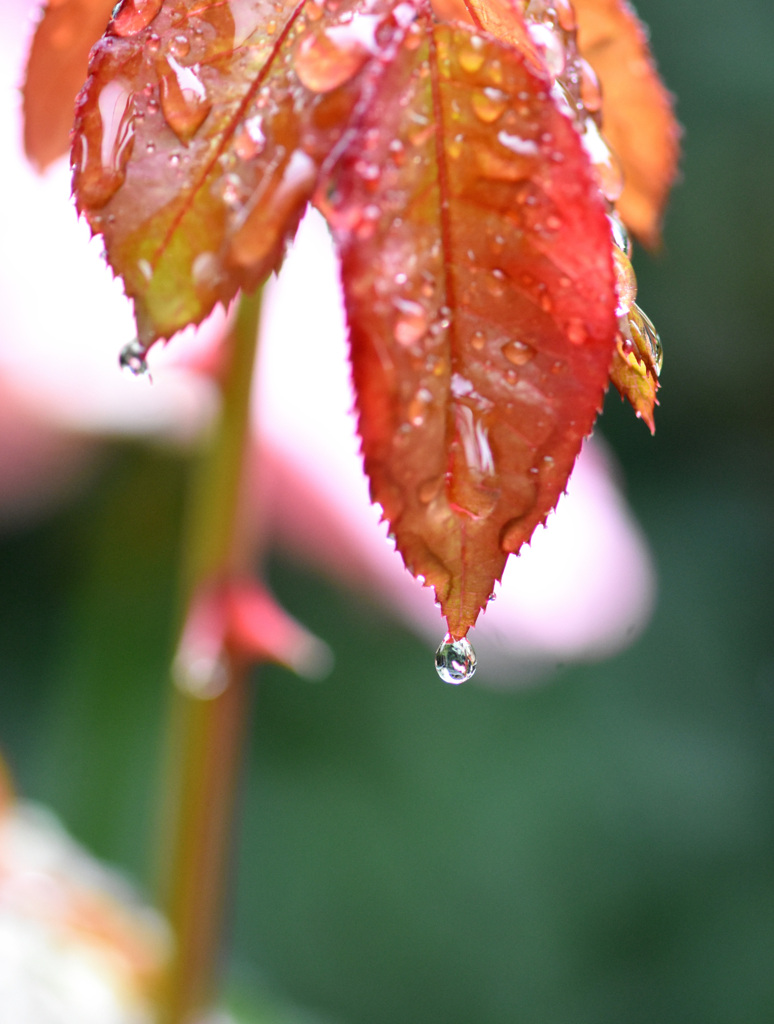 落ちそうで落ちない