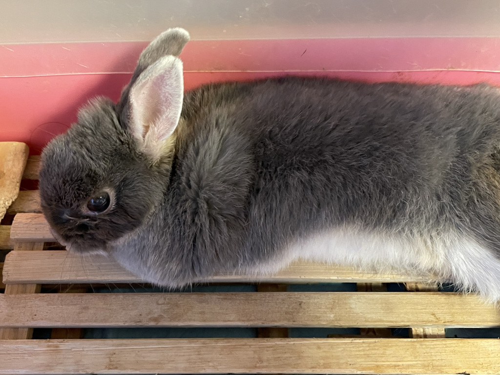 とうとう寝たきりに