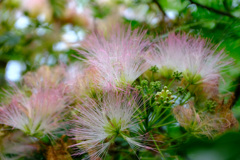 秋の合歓の花