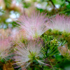 秋の合歓の花