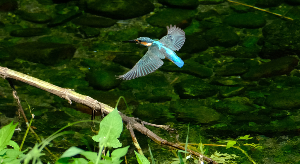 成鳥飛ぶ