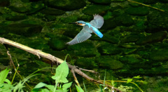 成鳥飛ぶ