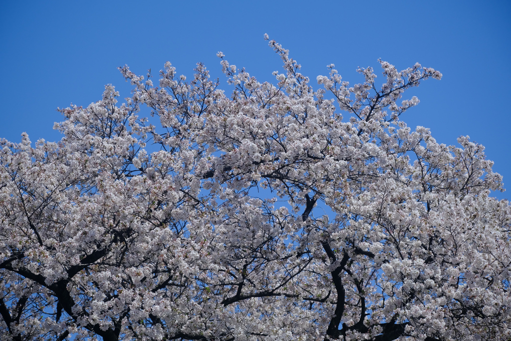 青空に向かう
